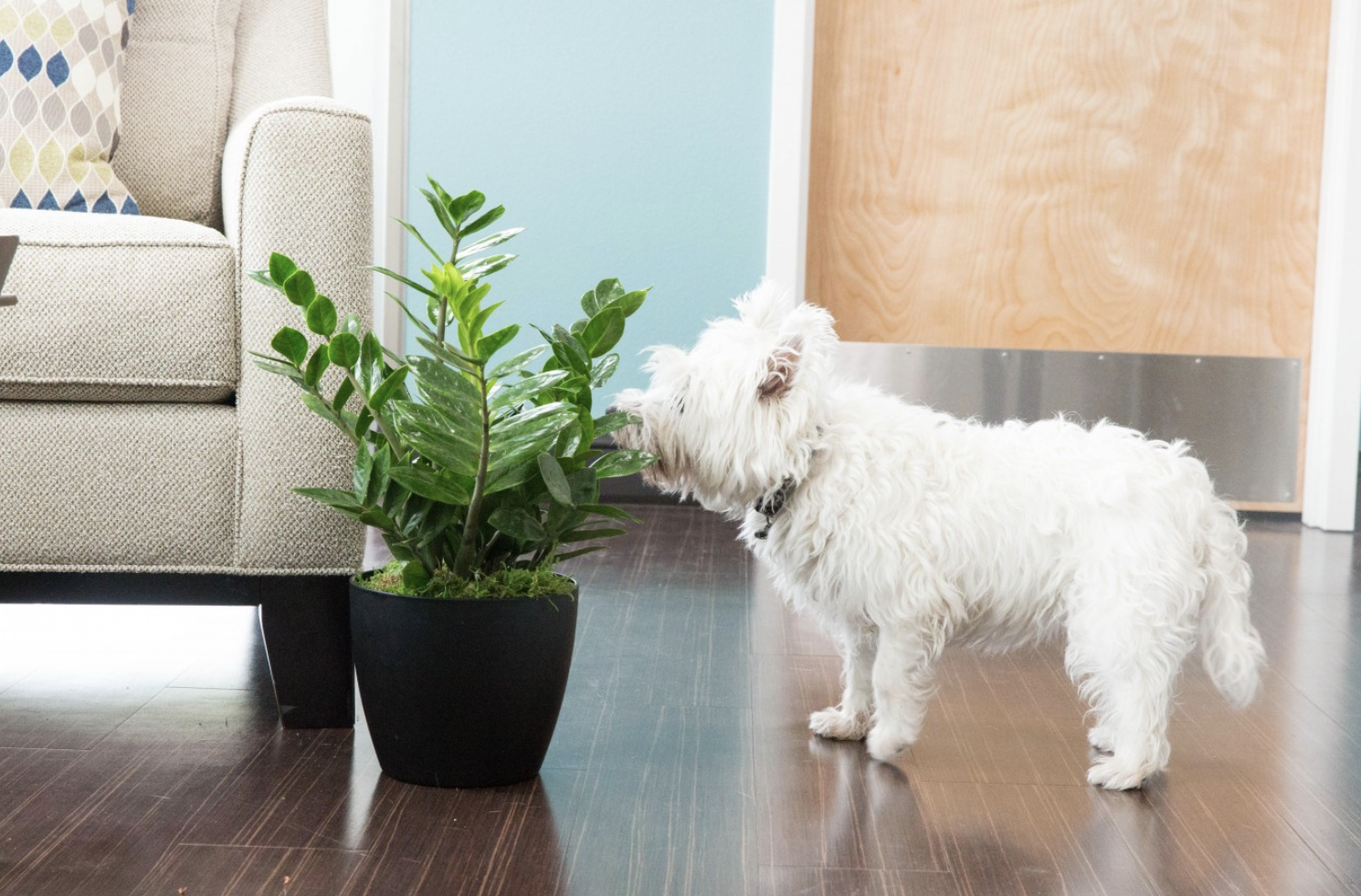 40 Toxic Houseplants for Cats and Dogs (with Pictures)