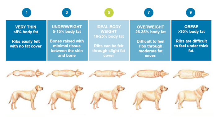 Ask the Vet: Preventing Dog Obesity - Southeastern Guide Dogs Inc