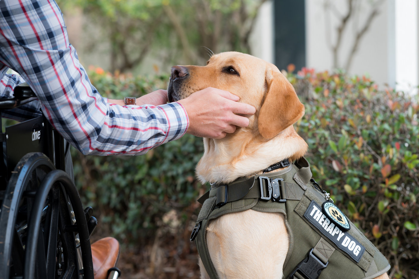 what qualifies a dog as a therapy dog