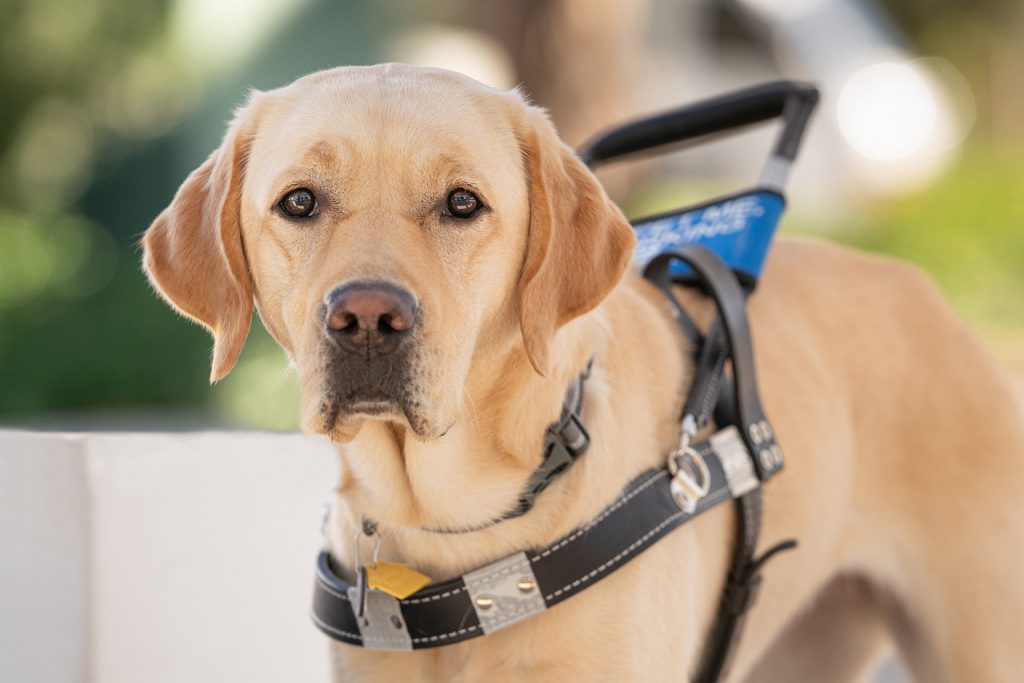 Visually Impaired Southeastern Guide Dogs Inc