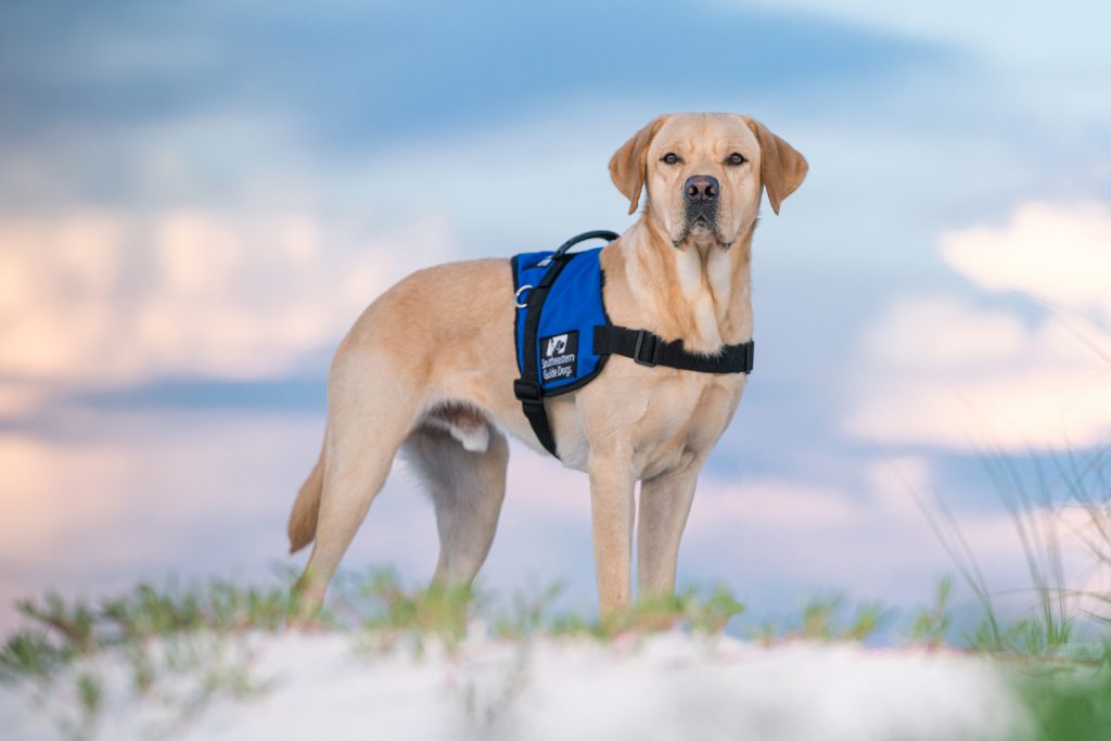 Veterans - Southeastern Guide Dogs Inc