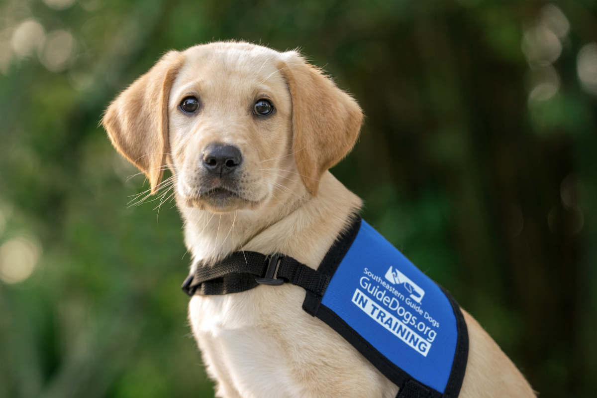 https://www.guidedogs.org/wp-content/uploads/2022/03/2.png