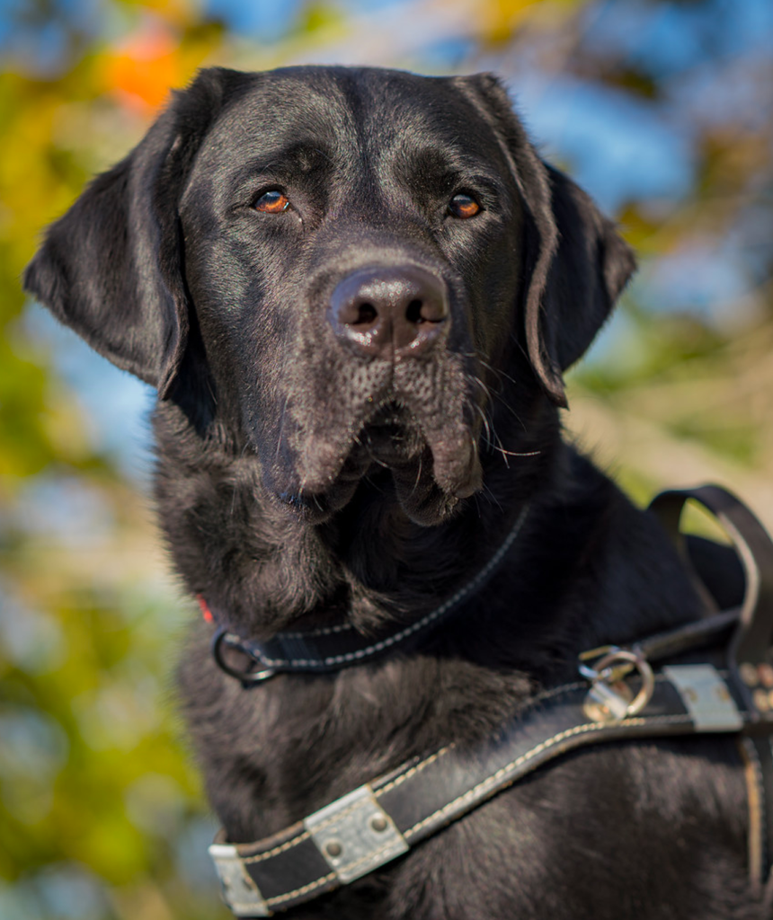 Home - Southeastern Guide Dogs